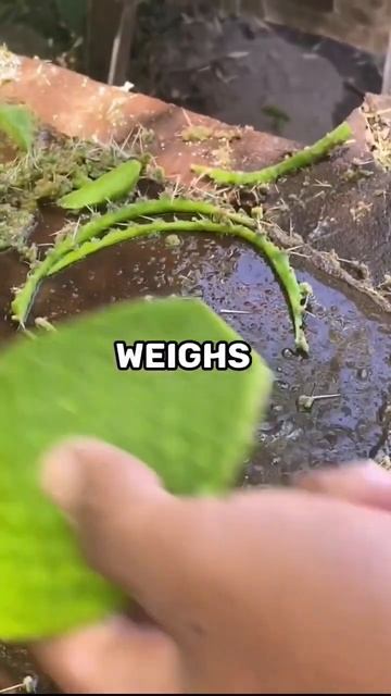 The whale in total weighs 40,000 pounds.... 😳 смотреть онлайн