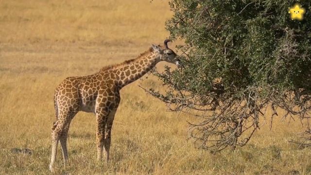 Сборник! Как говорят животные для детей Развивающие мультики для детей смотреть онлайн