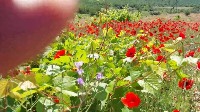 Маки. Цветущее поле у подножия древнего вулкана Карадаг. Лето 2024 в Крыму смотреть онлайн