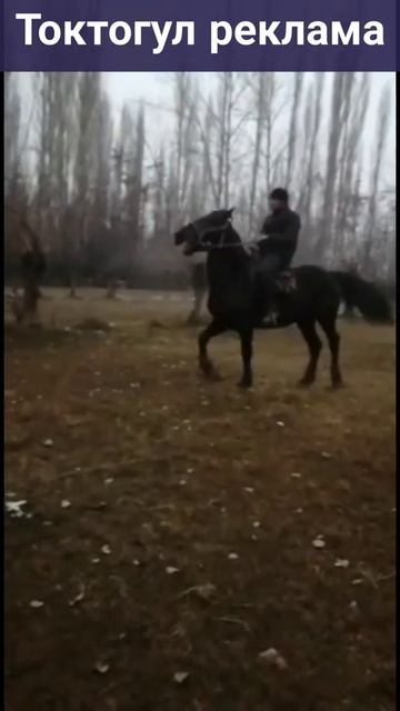 УШУЛ АТ САТЫЛАТ КИМГЕ КЕРЕК БОЛСО КОММЕНТАРИЙГЕ ЖАЗГЫЛА смотреть онлайн