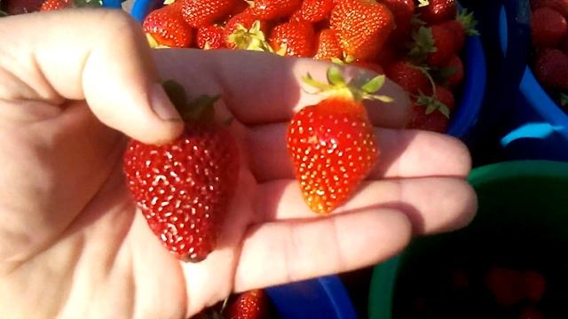 Собираюсь на базар смотреть онлайн
