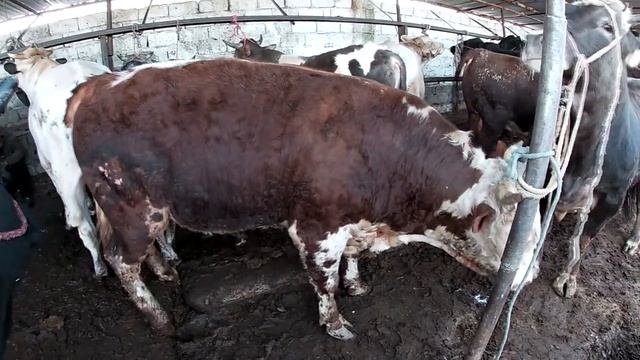 25.04.2021. Мол бозори Худжанд. #МОЛБОЗОРИХУҶАНД #БЫКОВ смотреть онлайн