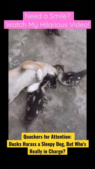 Quackers for Attention: Ducks Harass a Sleepy Dog, But Who's Really in Charge? смотреть онлайн