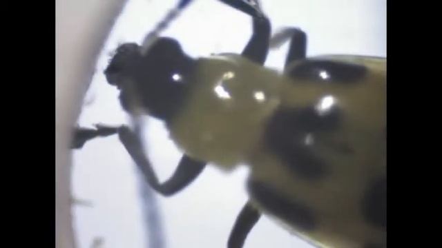 Spotted Cucumber Beetle (Crioceris duodecimpunctata) смотреть онлайн