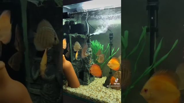 Дискусы смотреть онлайн