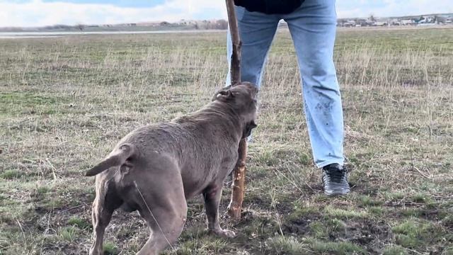 Питбуль Хан открыл купальный сезон смотреть онлайн