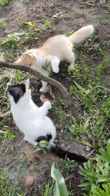 #Shorts Два кота Матроскин и Кудряшик Two cats Matroskin and Kudryashik смотреть онлайн