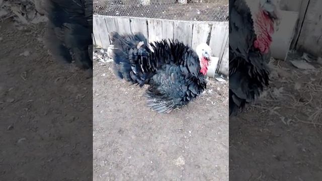 индюк 🦃 Тихорецкая порода смотреть онлайн