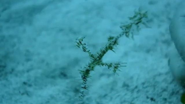 Ghost Pipefish смотреть онлайн