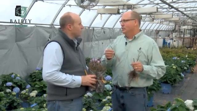 Growing Success Rooted Cuttings смотреть онлайн