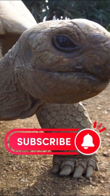 World's fastest tortoise #shortvideo #shorts #short смотреть онлайн