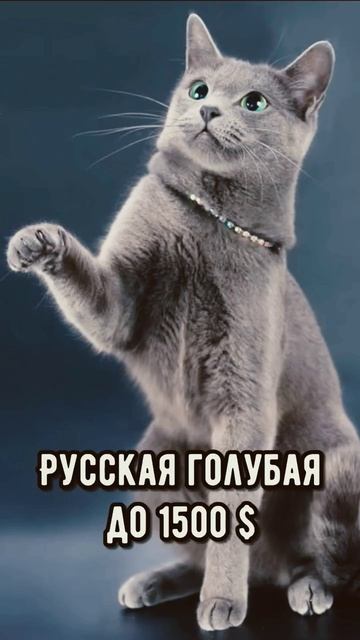 15 апреля 2024 г. смотреть онлайн