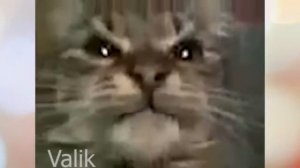 Кит ты маму мав?