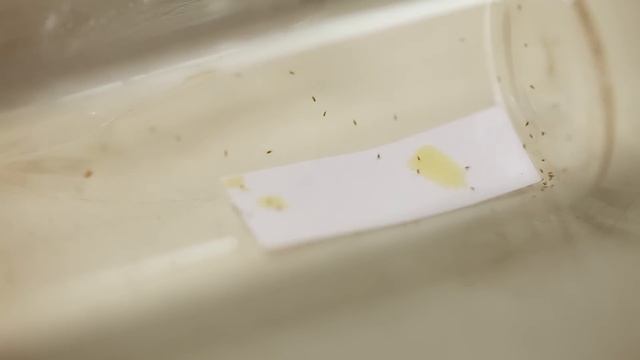 Pesquisadores usam insetos para controlar pragas na agricultura смотреть онлайн