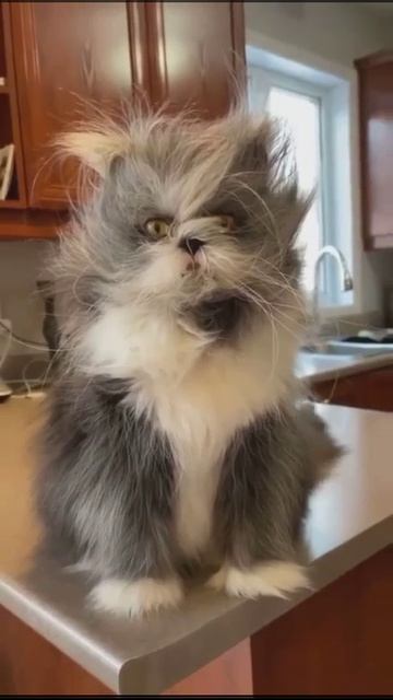 Ёшкин кот ツ смотреть онлайн