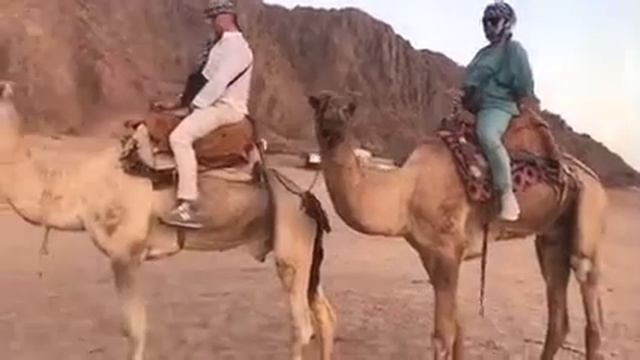 Катание на верблюдах в пустыне в шарм эль шейх ￼#sharm #camel #sinai #desert смотреть онлайн