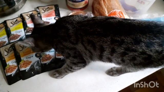 4 мая 2024 г. С чего начинается утро 🐈🐈⬛🐕 смотреть онлайн