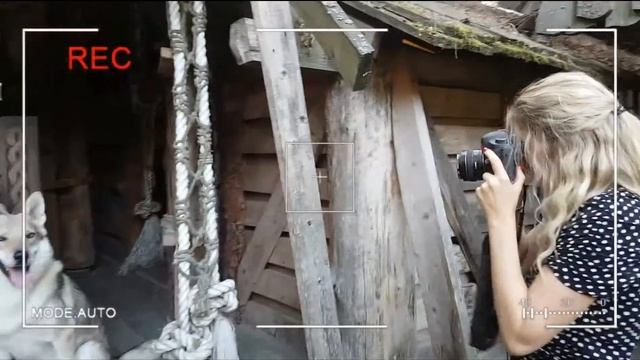 Фотосессия с волками. КИНОволки в кадре смотреть онлайн
