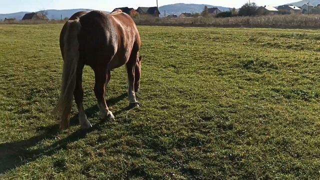ПРОДАНА кобила на продажу лошата бомба смотреть онлайн