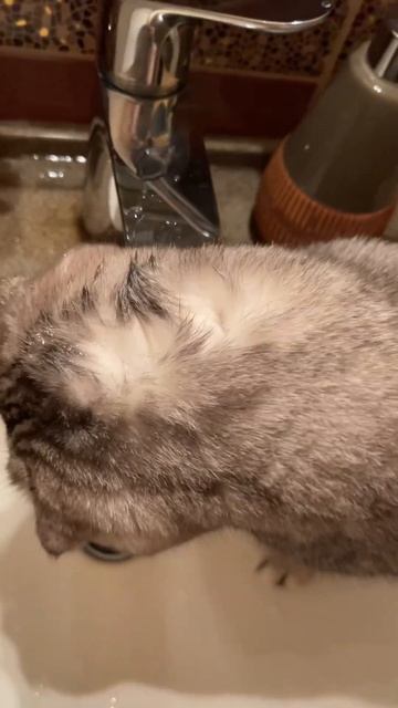 Как отучить кота пить воду из крана😅? #котики #смешныевидеосживотными #приколысживотными #говорящие смотреть онлайн
