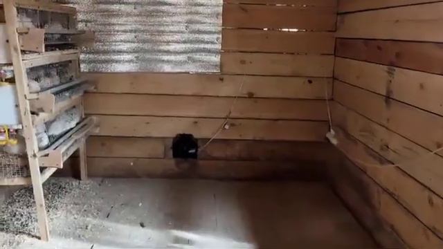 Сарай для перепелов. Подготовка