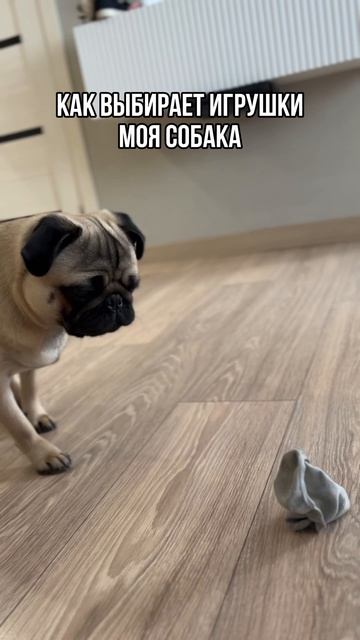 Игрушки для собаки #мопс #шпиц #джекрассел #такса #мопсы #мопсик #puglife #pug смотреть онлайн