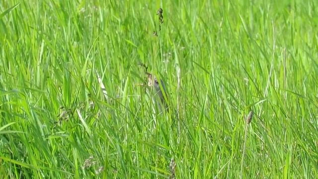 corncrake calling on north uist смотреть онлайн