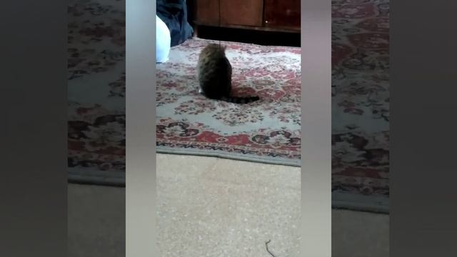 Бык,кот и Русский лес! смотреть онлайн