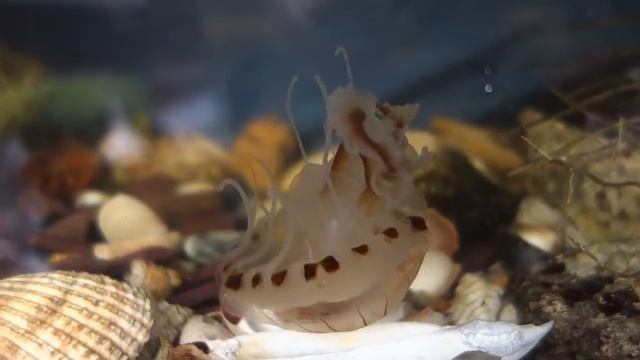 Compass Jellyfish in salt-water aquarium смотреть онлайн