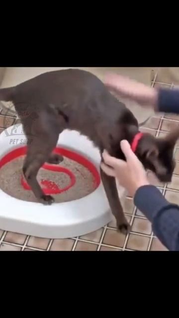 How to Train Your Cat to Use the ......A Step-by-Step Guide 🐱🚽 смотреть онлайн