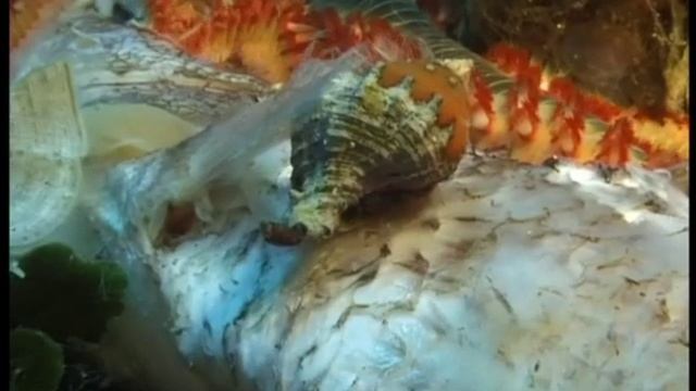 Nel mare di Pantelleria - 3° Il vermocane "Hermodice carunculata" смотреть онлайн