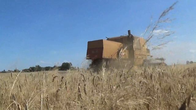 Żółty bizon bez parasolki смотреть онлайн