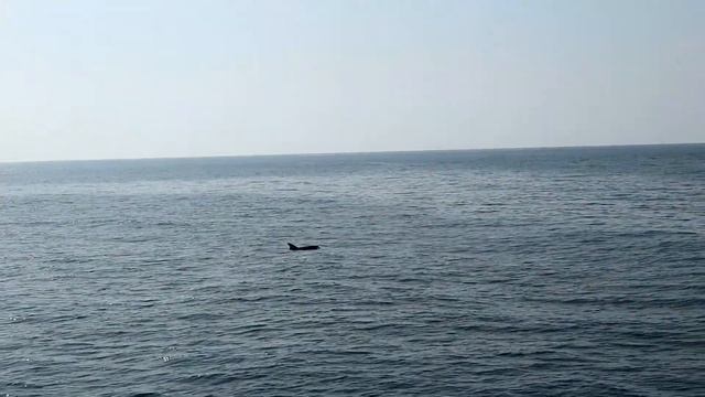 DOLPHIN BOAT TRIP , WE SAW DOLPHINS ! смотреть онлайн