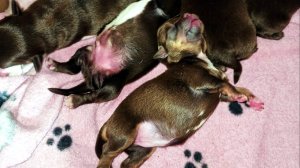 #ВЕС_и_РАЗМЕР_чихуахуа #МИФЫ_и_РЕАЛЬНОСТЬ #СКОЛЬКО_будет_ВЕСИТЬ_щенок_чихуа_взрослым ? #МИНИ_чихуа