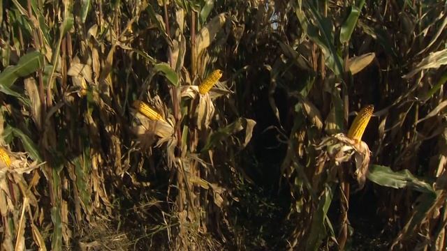 Hibridi v proizvodnji zrnja za področje Goričkega смотреть онлайн