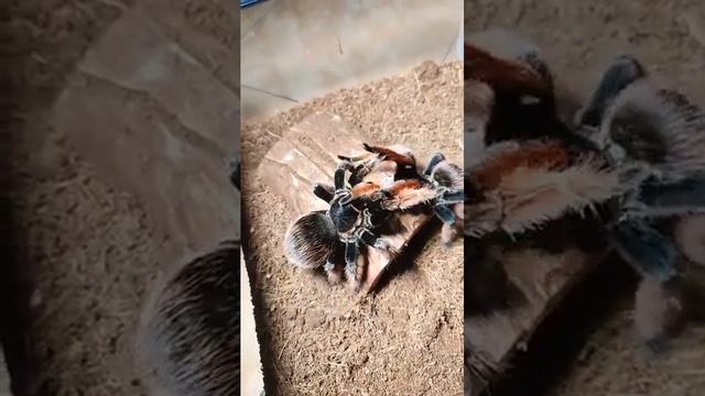 brachypelma klaasi mating смотреть онлайн