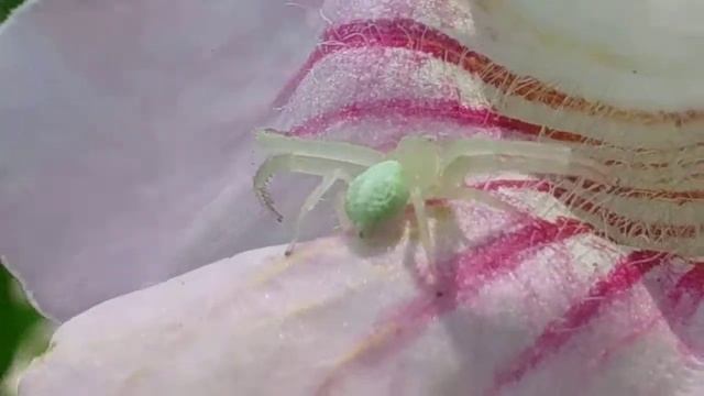 Araña cangrejo. Thomisidae blanco-verde. Reynosa, Tamaulipas. смотреть онлайн