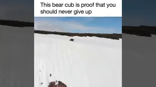 This bear cub is proof that you should never give up. смотреть онлайн