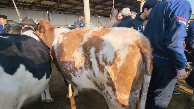 навори нав молбозори Хистеварз