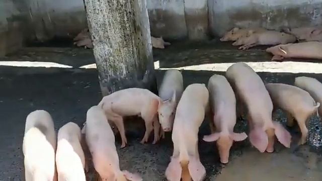 120 piglets sale body weight 20 to 30 kgs my contact number 7032463804 смотреть онлайн