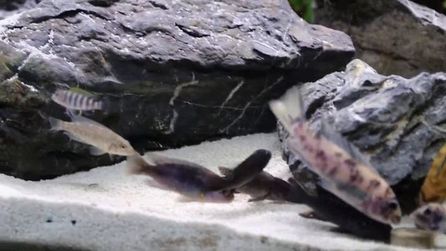 Cynotilapia afra spec Deep Ndonga WF смотреть онлайн
