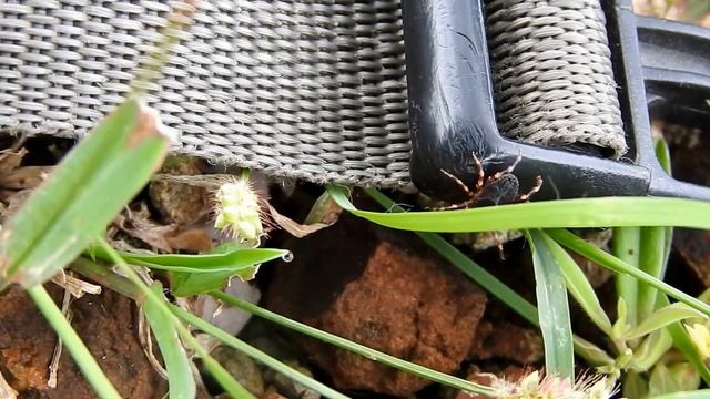 Genus Hyalomma Tick Video