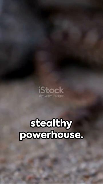 OS ANIMAIS MAIS PERIGOSOS ENCONTRADOS NOS USA!! смотреть онлайн