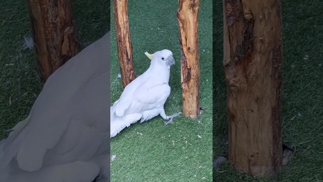 Парк ручных попугаев в Ташкенте. Ташкентский зоопарк. смотреть онлайн