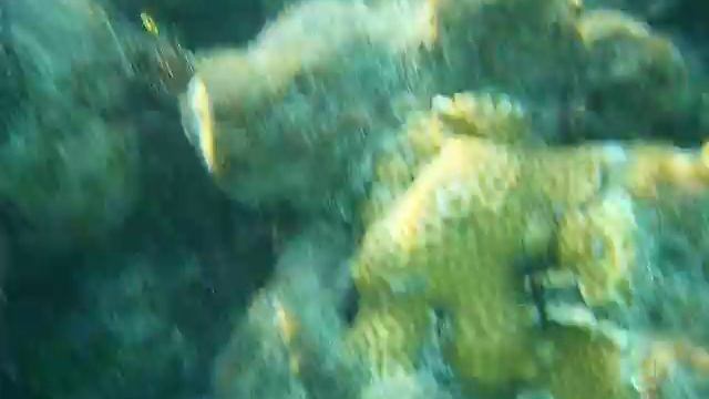 fish attack! смотреть онлайн