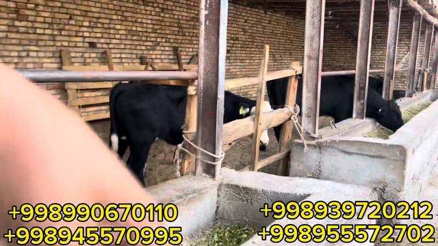 Aberdeen ANGUS BUQALARNI N_1 lari KELDI davomiham bor shoshling arzon narxlarda смотреть онлайн