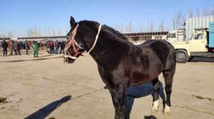 Sho'ro ot bozori narxlari! Шуро от бозори! Тошкент от бозор!