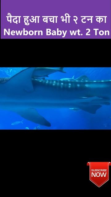 Blue whale ka bachha 2 ton kg #shortsfeed #youtubeshortsindia #shortvideo смотреть онлайн