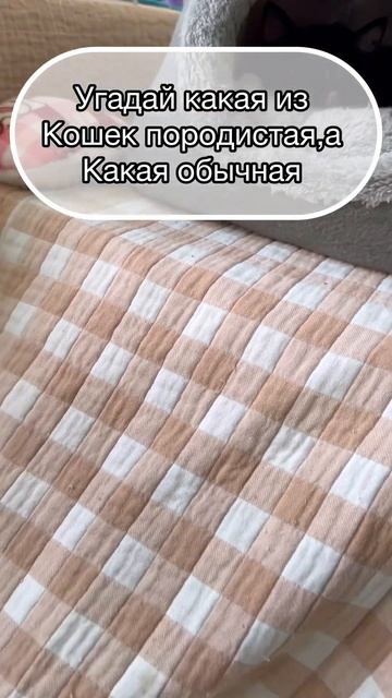 И напишите почему #shortvideo #cat #котик #кошкавдоме #кот #cute #funny #kitten #мем смотреть онлайн