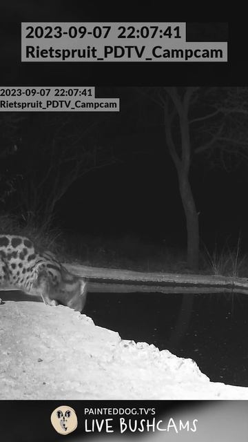 LIVE BushCam Highlight - Genet Drinking смотреть онлайн